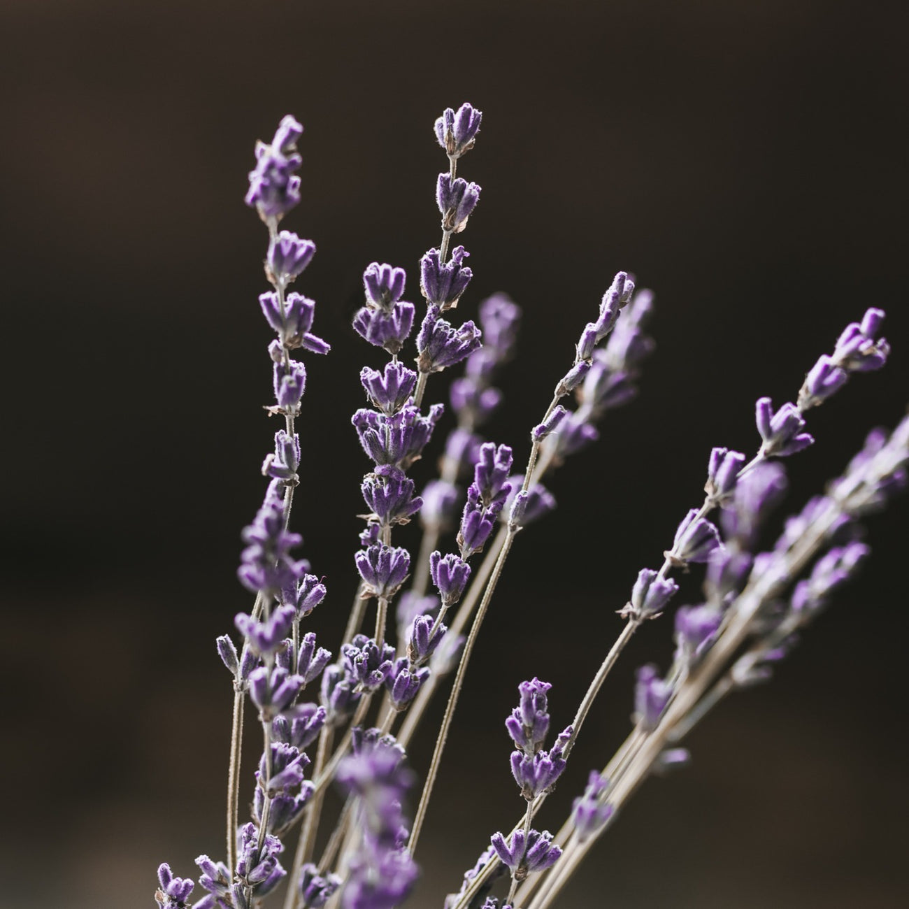 Purple Toning Conditioner | Viori | SBS